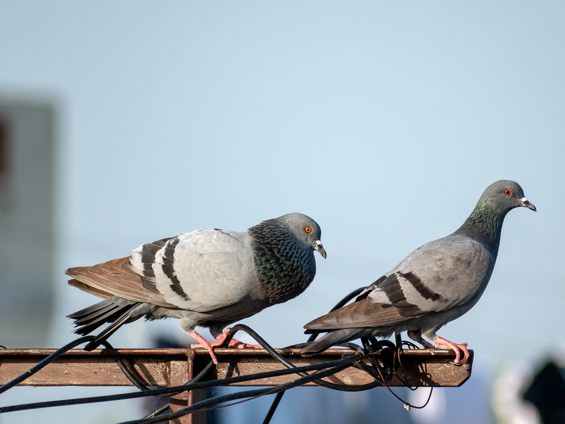 Premium Bird & Pigeon Net Installation Services in Gurgaon